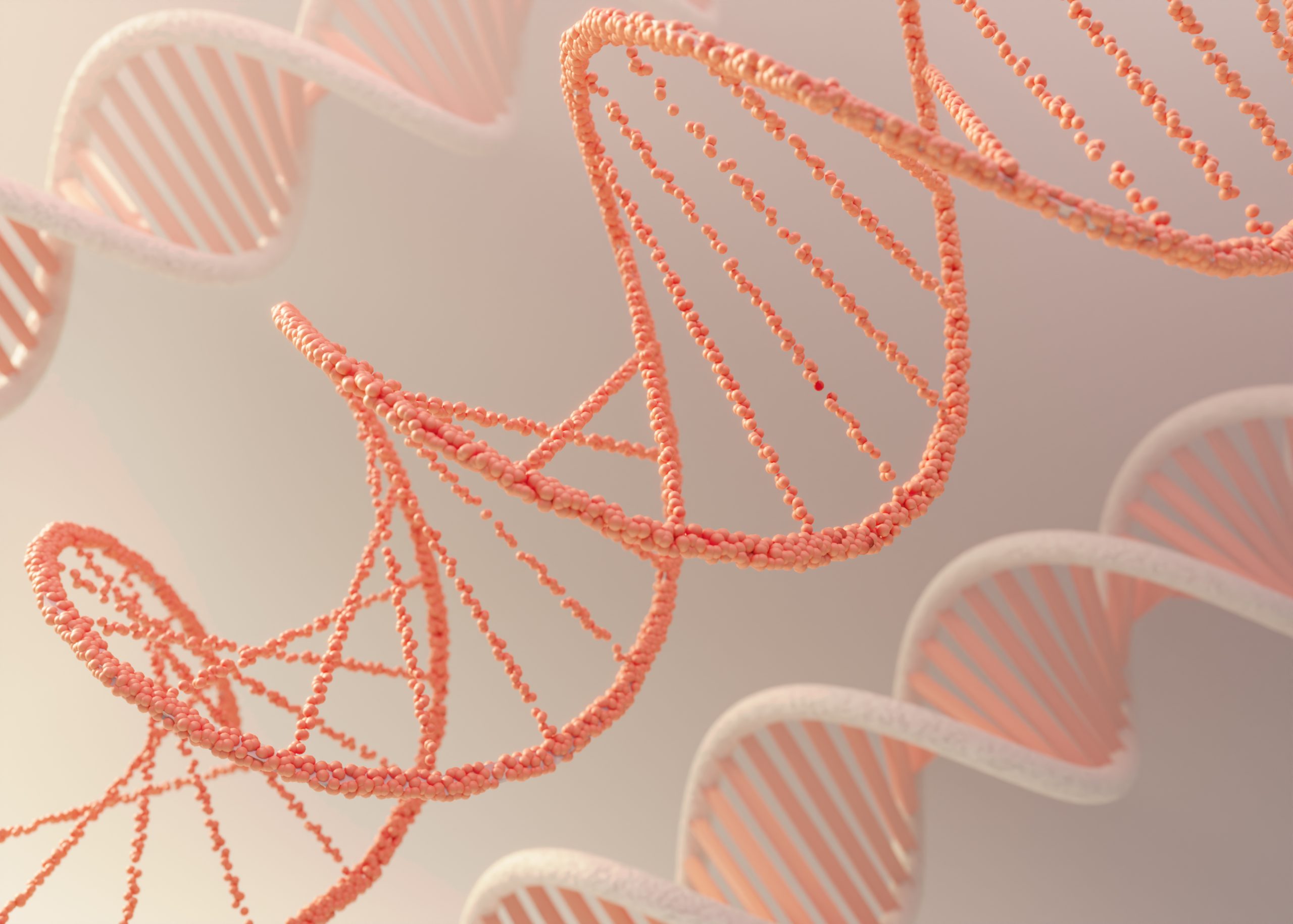 stem cell transplant