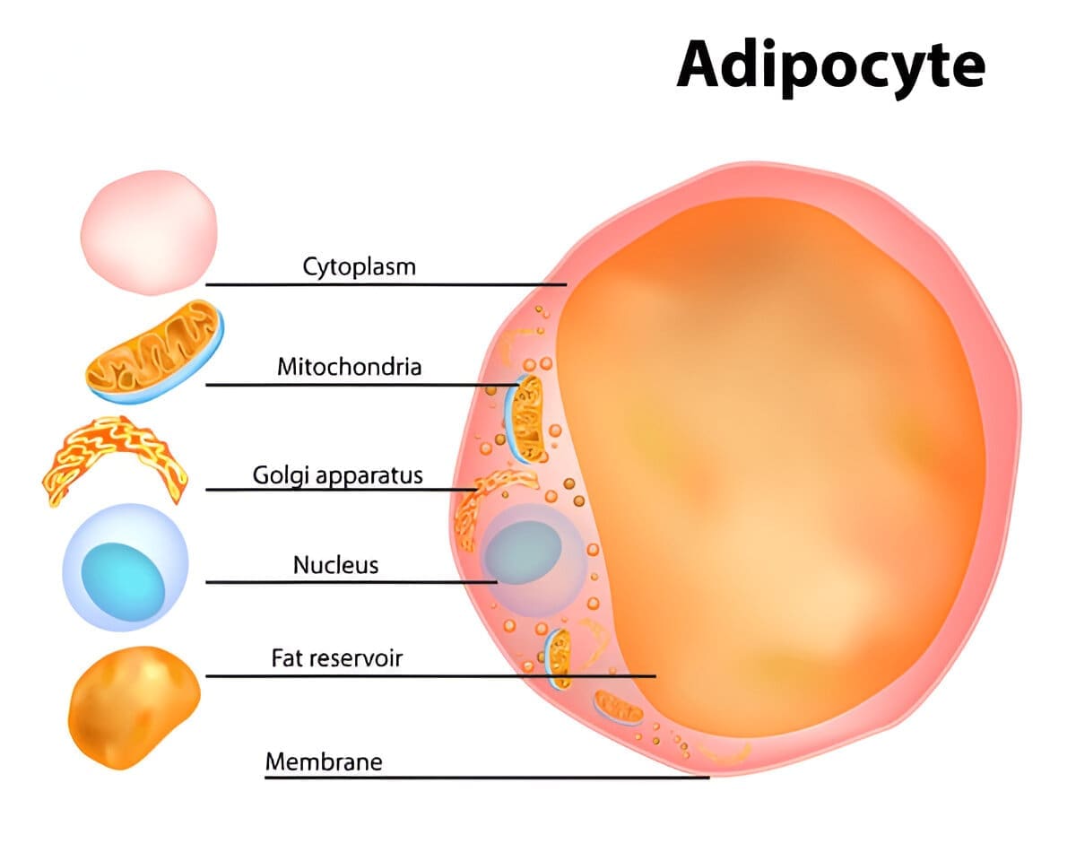 Diagram showing red bone marrow inside a bone, producing hematopoietic stem cells (HSCs) that develop into red blood cells, white blood cells, and platelets.