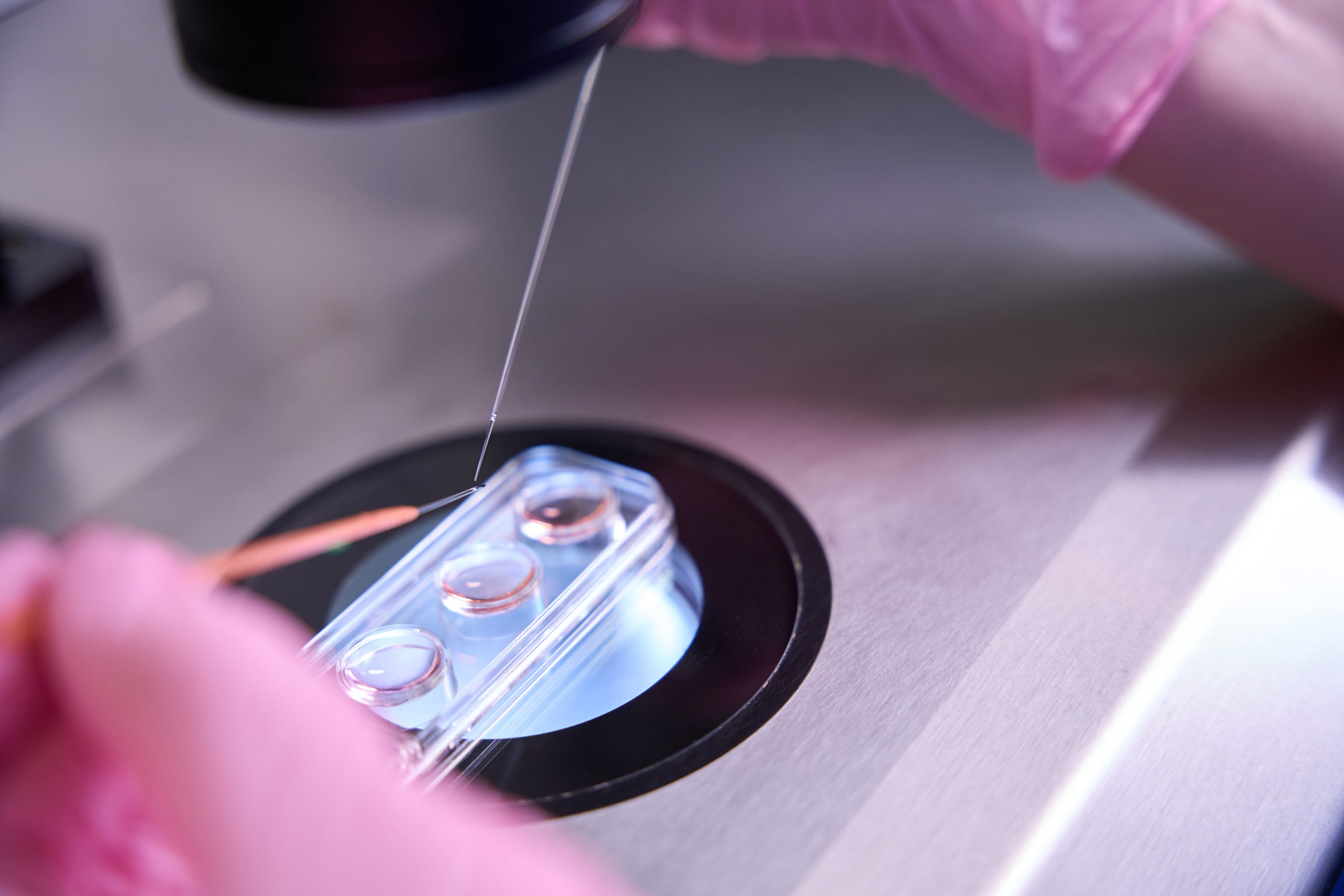 induced pluripotent stem cells