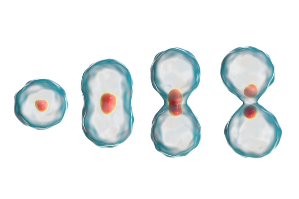 How Long Do Stem Cells Stay in Your Body? 2 division cell mitosis concept 3d illustration LIV Hospital