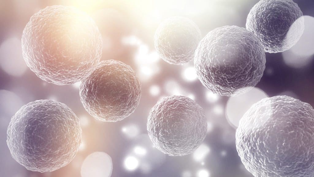 What is the Stem Cell Controversy? 1 stem cell controversy