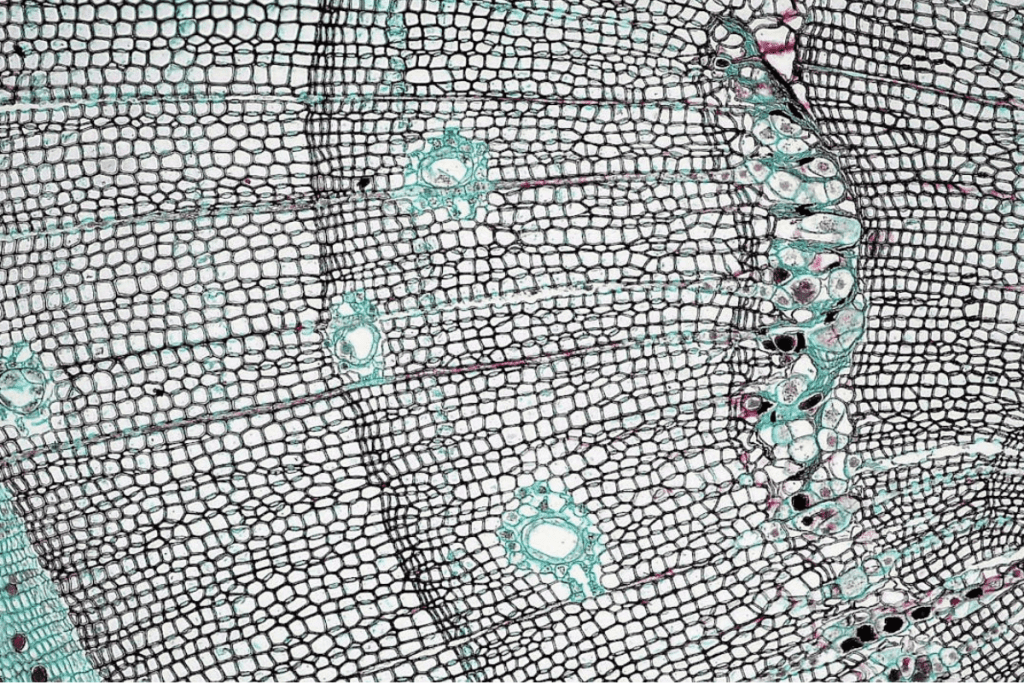 Collagen Building Vitamins for Healthy Skin