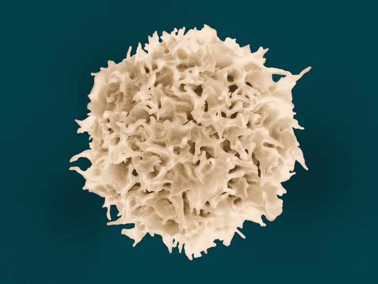 What Are Mesenchymal Stromal Cells?