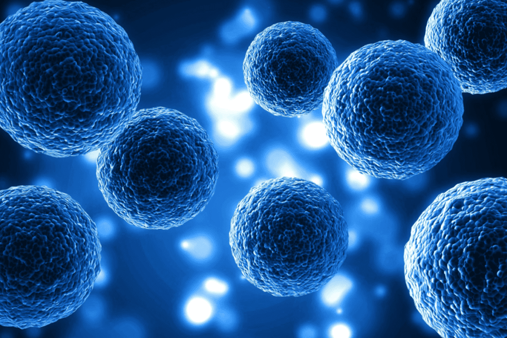 Adult Stem Cells: Roles and Potency Explained