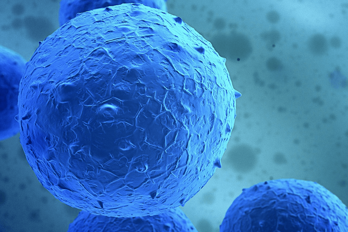 Are Heart Cells Multipotent?