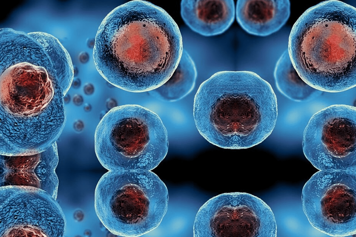 What Are Multipotent Stem Cells and Their Role?