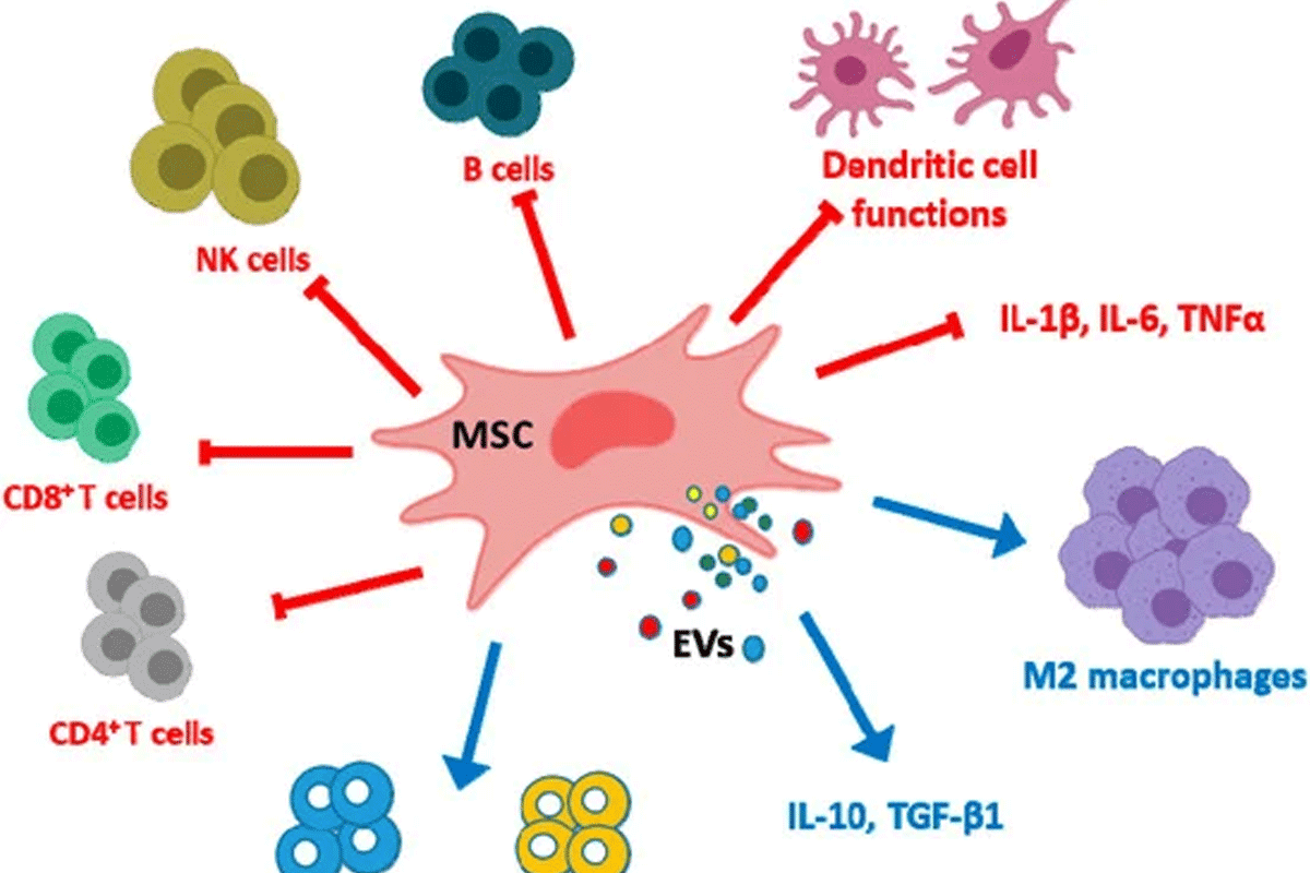 Difference Between Stem Cells and Mesenchymal Stem Cells