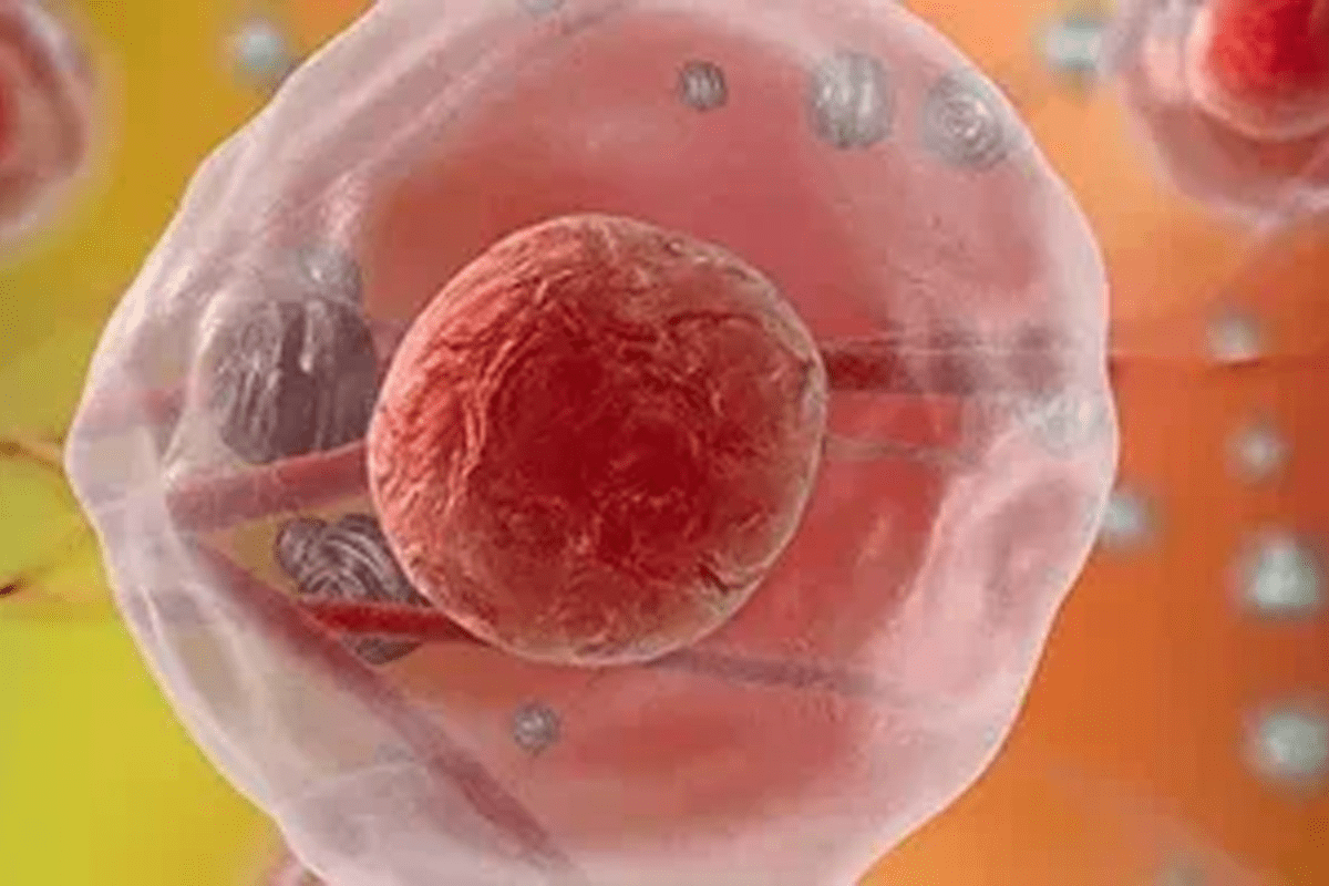 Why Stem Cells Are Multipotent and Their Functions