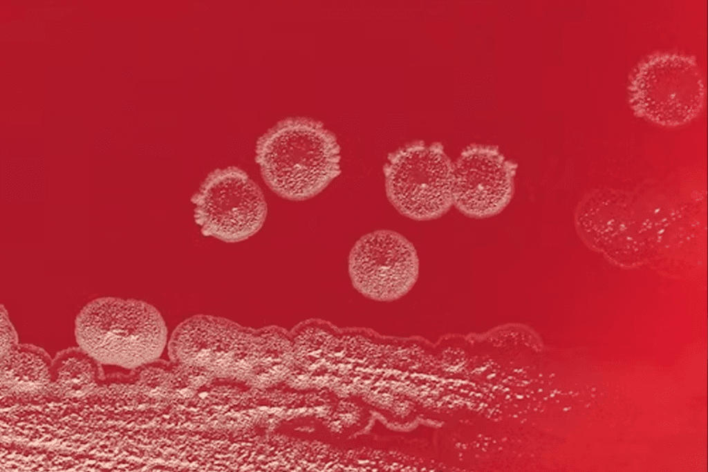 Cell Regeneration: Powerful Fasting Secrets for Longevity 3 Cell Regeneration: Powerful Fasting Secrets for Longevity