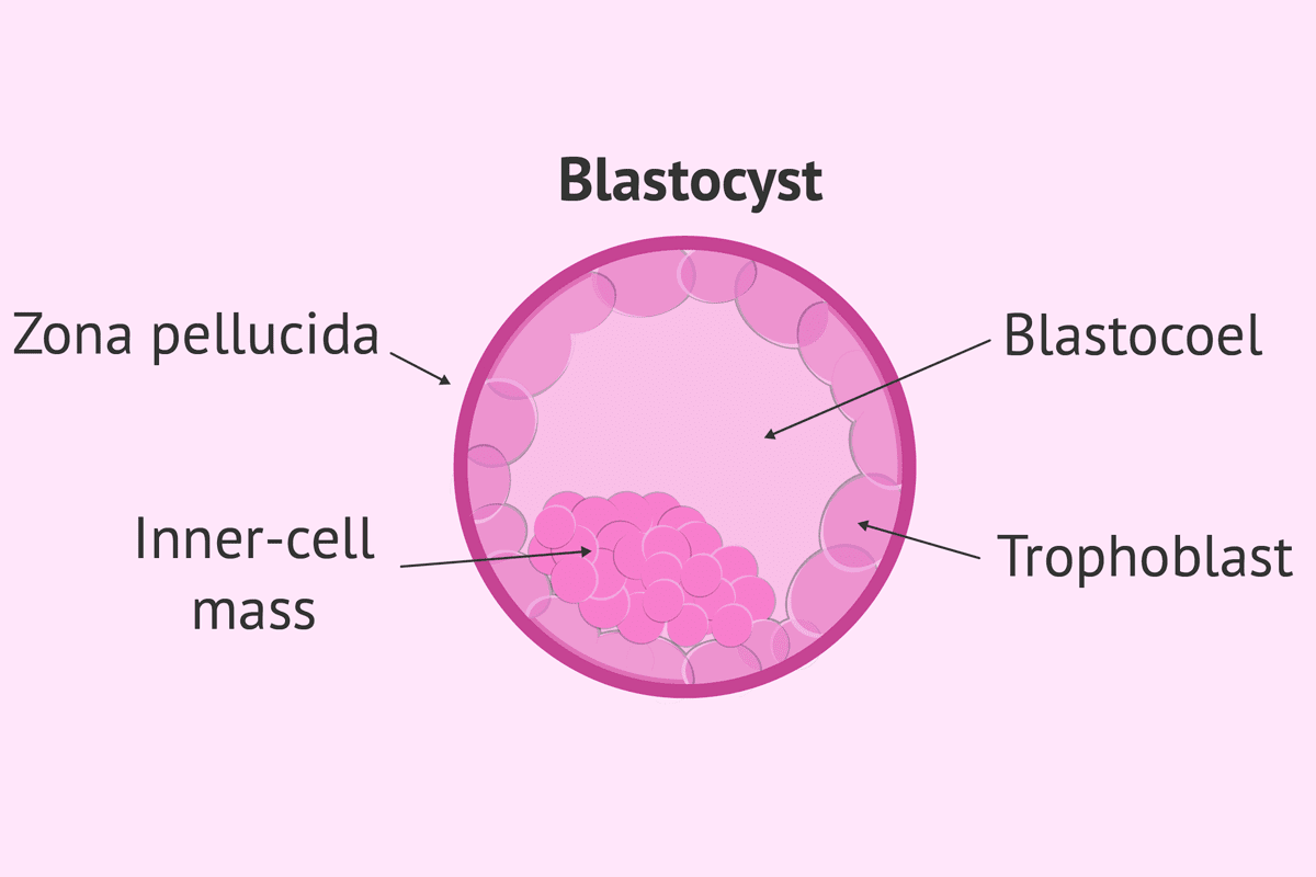 Inner Cell Mass of Blastocyst: Powerful Stem Cell Source