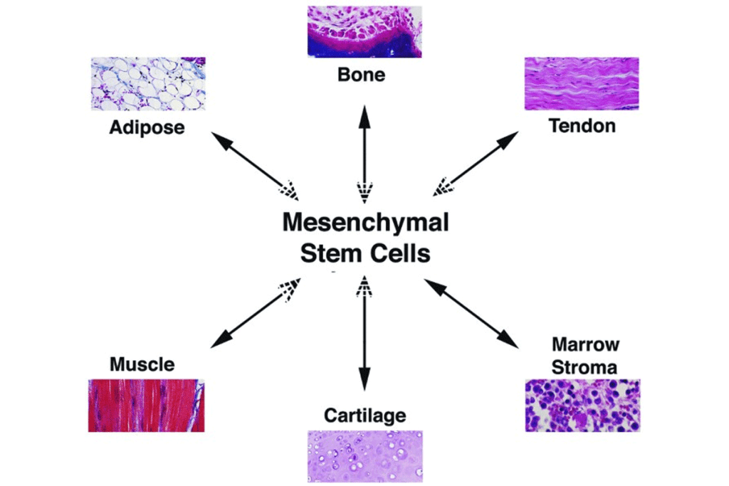 What Does Mesenchymal Mean? Understanding Mesenchymal Stem Cells