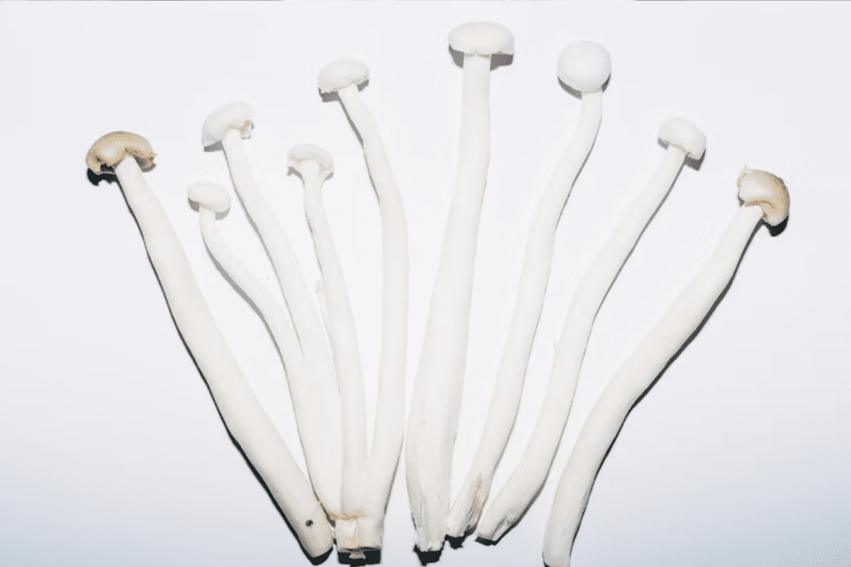 Male Preferred Donor Reasons: Why Males Are Often Chosen for Bone Marrow Donation