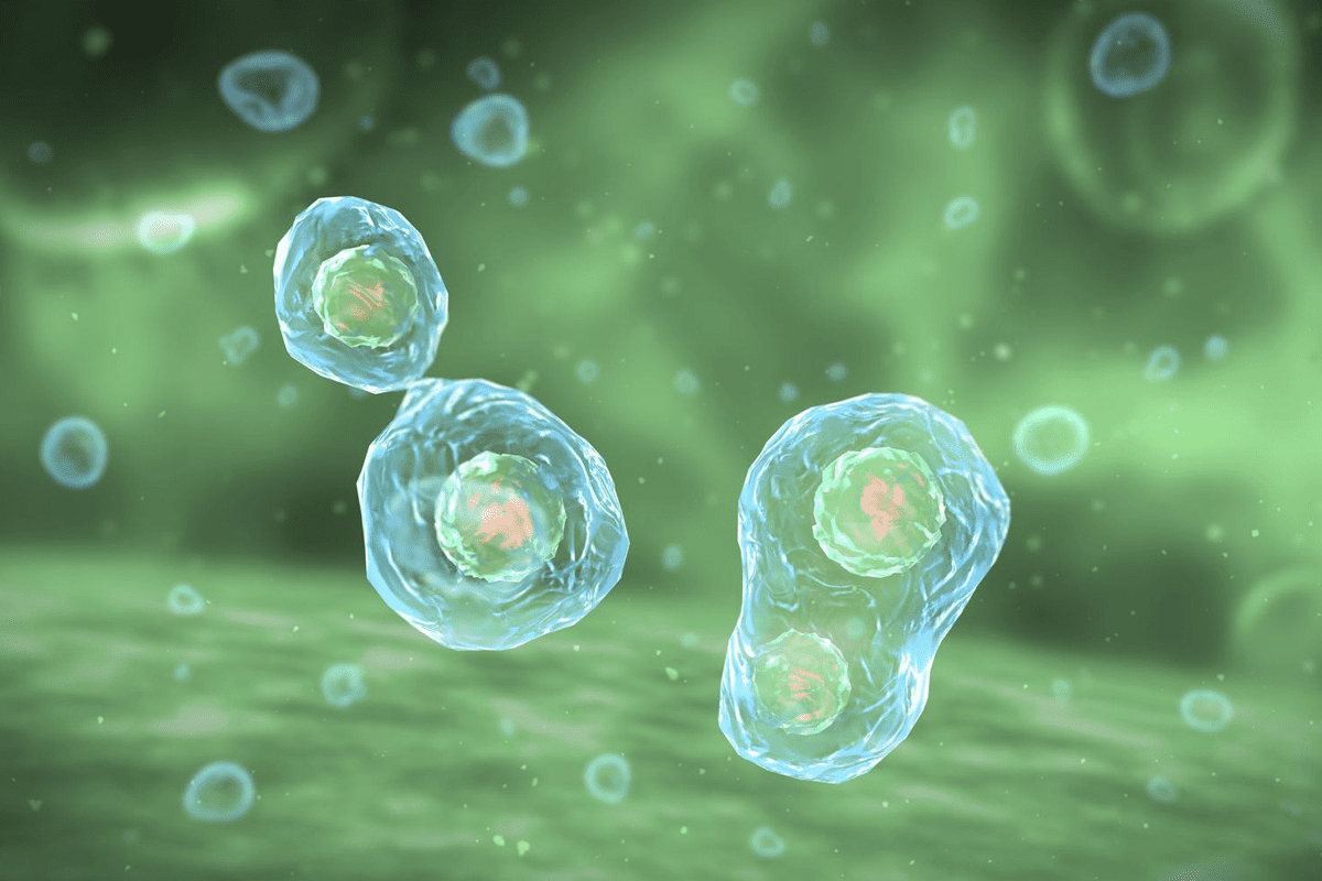 Herbs That Increase Stem Cells Naturally