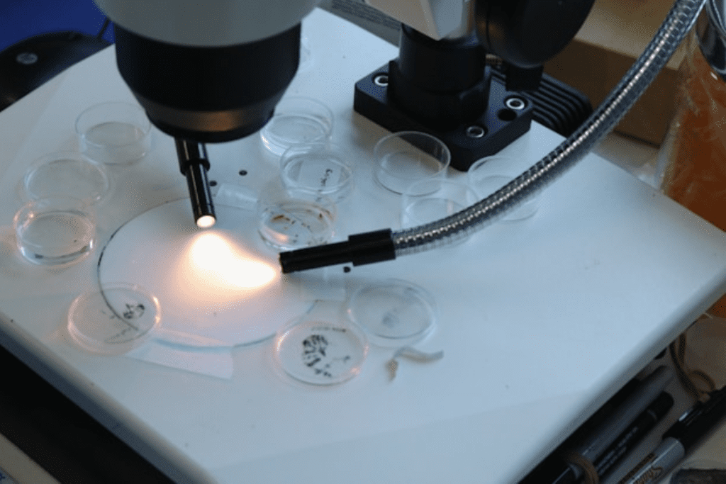 Best Sources of Stem Cell Therapy 2 Best Sources of Stem Cell Therapy