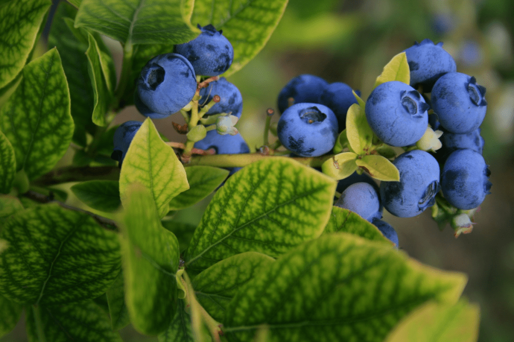 Herbs That Increase Stem Cells Naturally