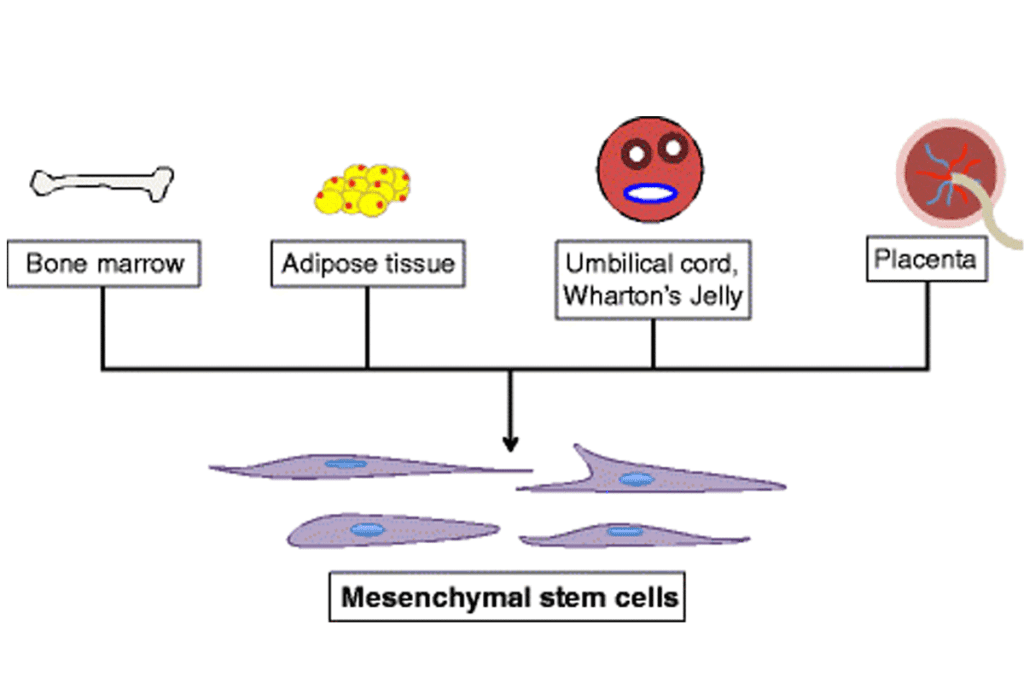 Understanding Mesenchymal Stem Cells Controversy and Stem Cell Therapy Side Effects 2 Understanding Mesenchymal Stem Cells Controversy and Stem Cell Therapy Side Effects