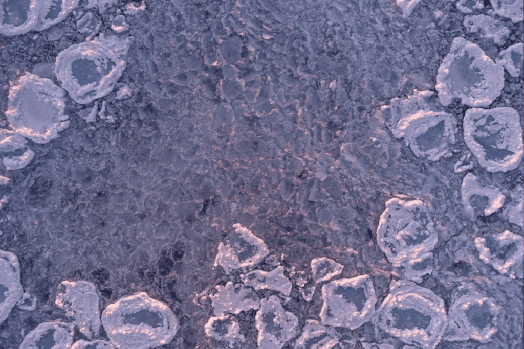 Multipotent vs Pluripotent Stem Cells: Stem Cells and Mesenchymal Difference