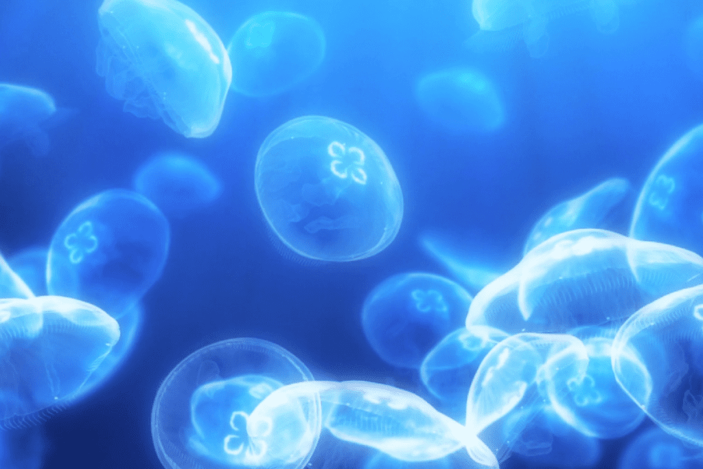 7 Amazing Facts About Totipotent Stem Cells in Plants