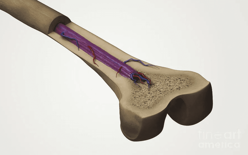 Side Effects of BMT: What Patients Should Know