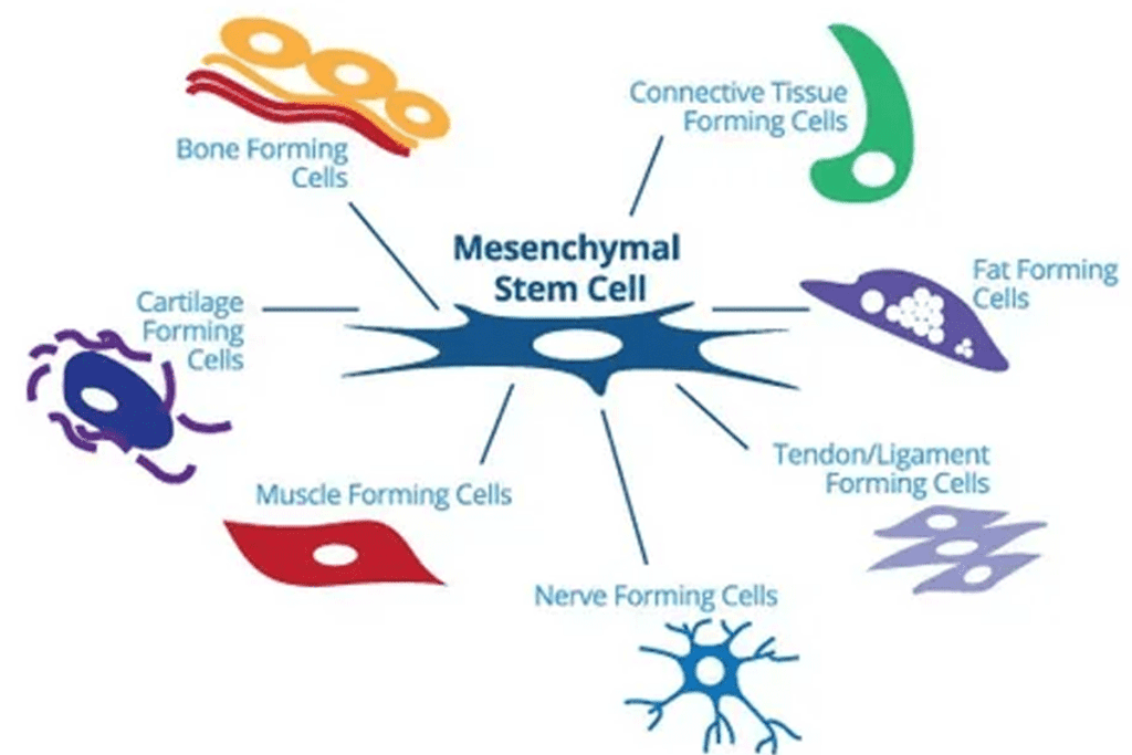 Mesenchymal Stem Cells: Definition, Characteristics, and Potential

