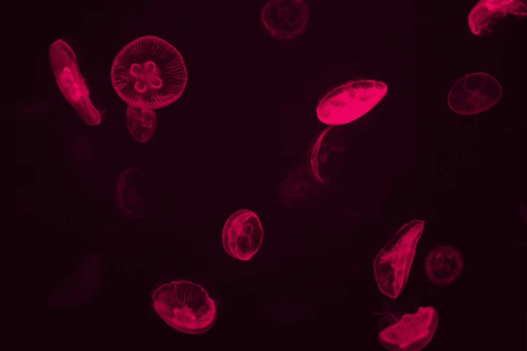 Herbs That Increase Stem Cells Naturally and Boost Healing