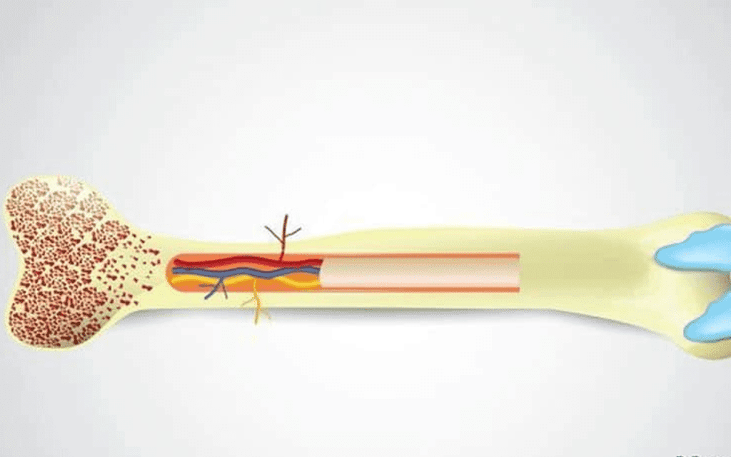 Bone Marrow Transplant Cost: Complete Breakdown of Treatment Expenses