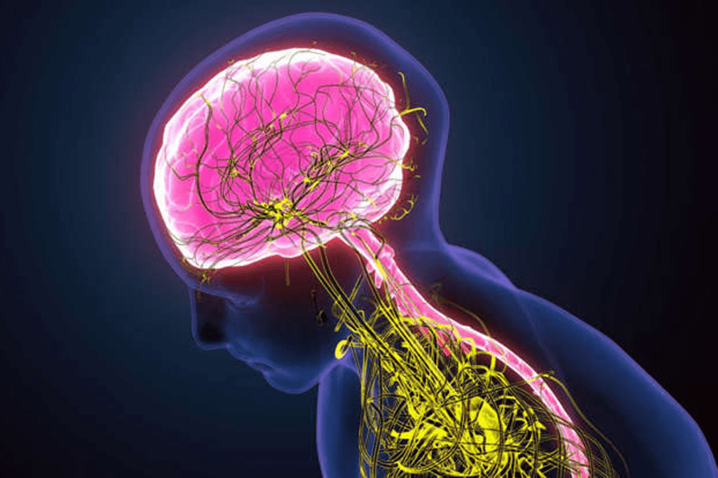 Myelin Sheath Function: Vital Role in Nerve Health