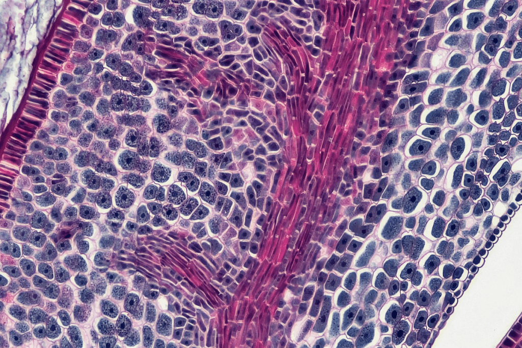 The Ultimate Cell Activator Guide to Boost Your Body's Repair Power