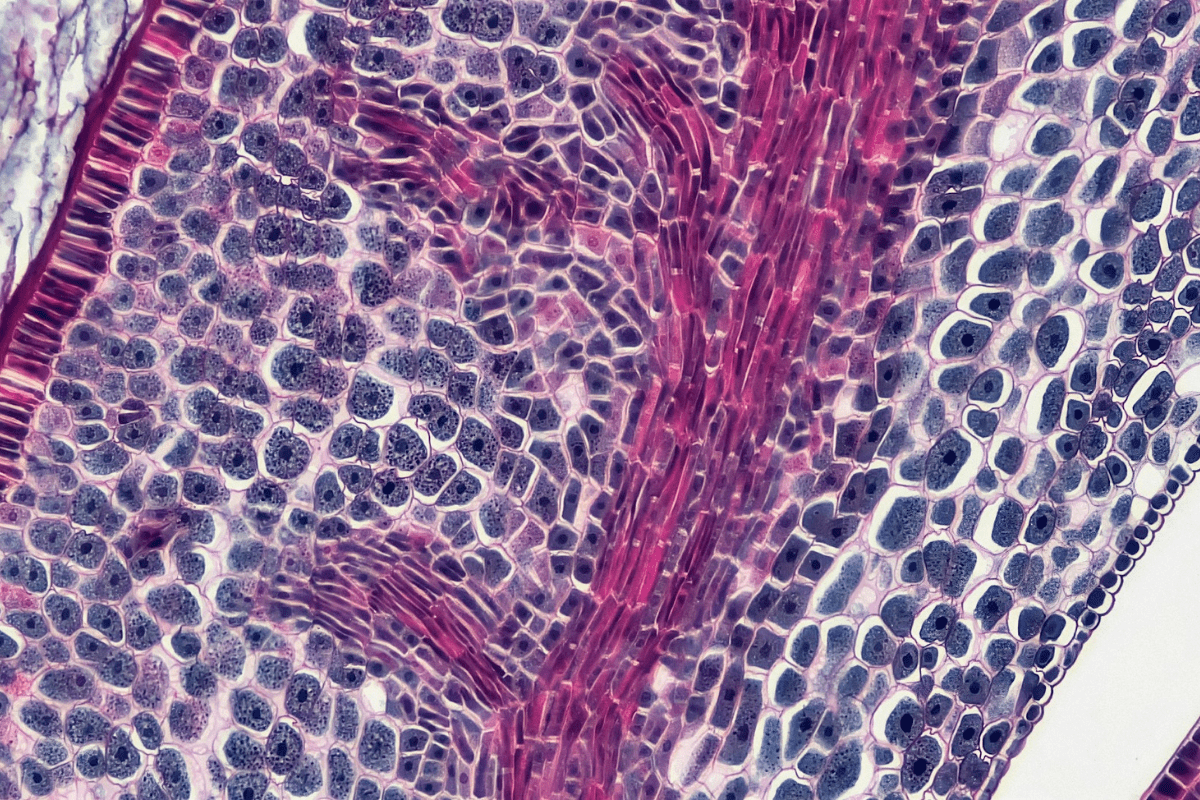 The Ultimate Cell Activator Guide to Boost Your Body's Repair Power