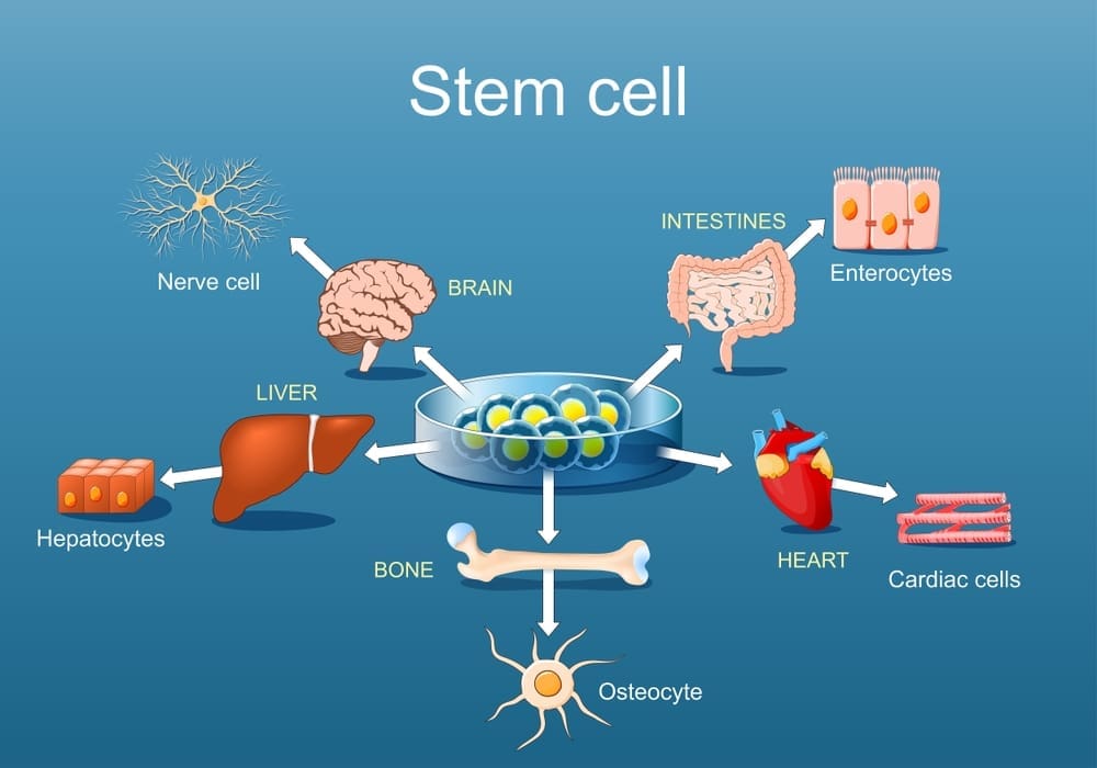 Stem Cells: The Body's Master Cells for Repair and Regeneration