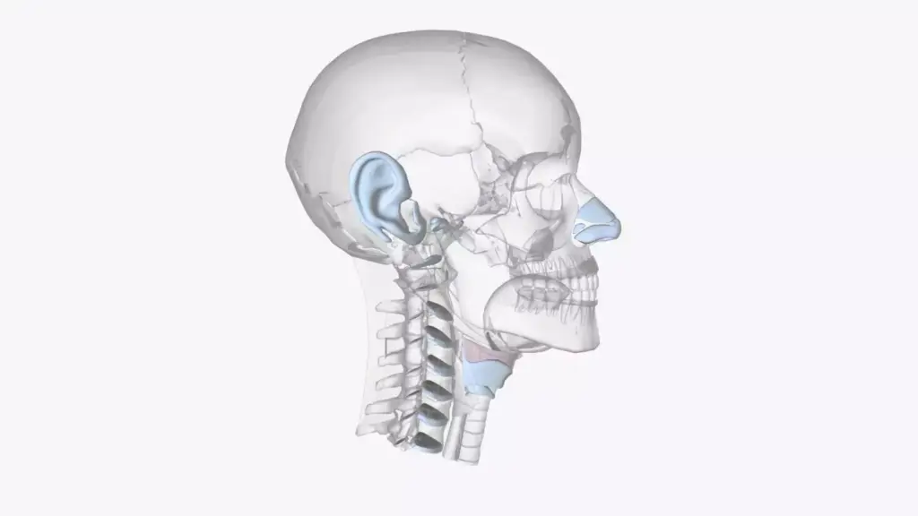 A detailed, anatomical cross-section of the cervical spine, showcasing the vertebral bodies, intervertebral discs, spinal cord, and surrounding musculature. The image should be rendered in a scientific, medical illustration style, with a neutral, white background to emphasize the intricacies of the cervical spine's structure. Lighting should be soft and diffused, highlighting the various components without harsh shadows. The angle should be a slight lateral view, allowing for a clear visualization of the spine's curvature and the relationship between the vertebrae. The overall mood should convey a sense of educational clarity and clinical precision, suitable for a medical reference article.