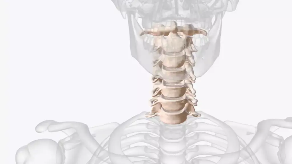 A detailed anatomical illustration of the human cervical spine, showcasing the vertebrae, intervertebral discs, and surrounding structures. The image should depict the spine in a neutral position, with a clear view of the spinal canal, nerve roots, and the intricate relationship between the bones and soft tissues. Lit by soft, directional lighting, the illustration should have a clean, scientific aesthetic, emphasizing the technical precision and complexity of the cervical spine anatomy. The perspective should be at a slight angle, allowing for a comprehensive view of the region, while maintaining a sense of depth and dimensionality. The background should be a neutral, muted color, keeping the focus on the detailed anatomical structures.
