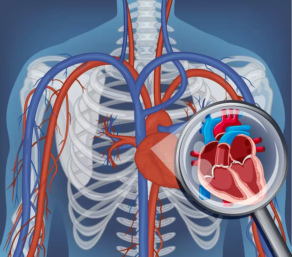 A detailed anatomical illustration showcasing the heart's electrical activity and its impact on blood pressure. The foreground features a cross-section of the heart, with the atria and ventricles pulsating in a smooth, rhythmic pattern, representing normal sinus rhythm. The middle ground depicts a dynamic graph charting the corresponding blood pressure waveform, with clear peaks and troughs. In the background, a network of blood vessels radiates outward, illustrating the circulatory system and the vital role of consistent cardiac function in maintaining healthy blood flow and pressure. The scene is rendered in a muted, scientific color palette, with subtle lighting that emphasizes the technical precision and clinical nature of the subject matter.