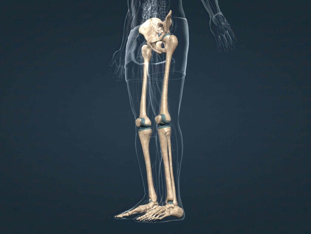 A detailed anatomical illustration showcasing the key differences between a partial and total knee replacement.