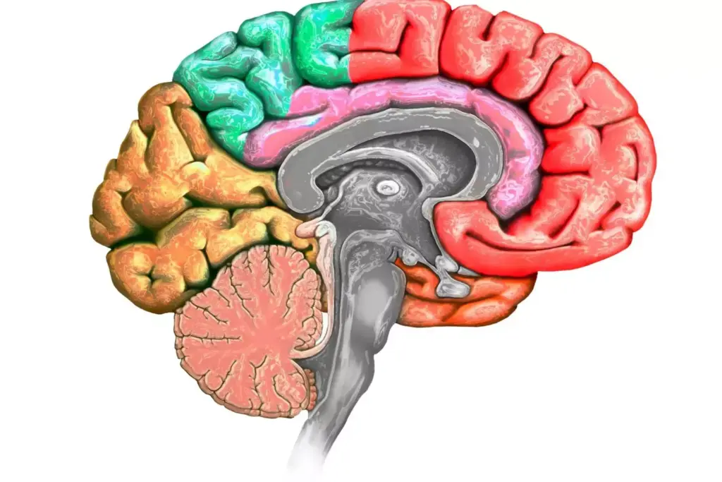 A detailed cross-section of a human brain, showcasing the structure and location of a meningioma, a type of brain tumor. The meningioma is prominently displayed in the middle foreground, rendered with intricate textures and shades of gray to highlight its distinctive features. The surrounding brain tissue is depicted in various shades of pink and gray, with a clear delineation between the tumor and the healthy brain matter. The background features a soft, out-of-focus view of the interior of the skull, creating a sense of depth and context. The lighting is subtle and evenly distributed, creating a serene and informative atmosphere suitable for a medical illustration. A detailed cross-section of a human brain, showcasing the structure and location of a meningioma, a type of brain tumor. The meningioma is prominently displayed in the middle foreground, rendered with intricate textures and shades of gray to highlight its distinctive features. The surrounding brain tissue is depicted in various shades of pink and gray, with a clear delineation between the tumor and the healthy brain matter. The background features a soft, out-of-focus view of the interior of the skull, creating a sense of depth and context. The lighting is subtle and evenly distributed, creating a serene and informative atmosphere suitable for a medical illustration.