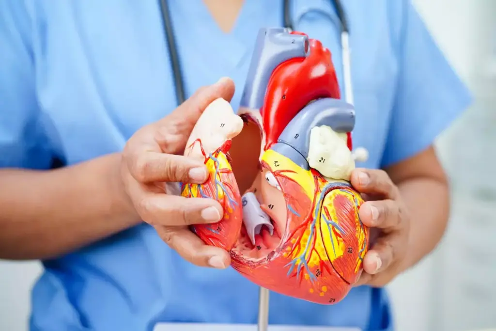 A detailed cross-section of bovine (cow) heart valves, showcased against a stark, clinical backdrop. The valves are rendered with meticulous precision, their intricate leaflets and supporting structures visible in vivid detail. Crisp lighting from above accentuates the organic shapes and textures, while a shallow depth of field isolates the valves as the focal point. The overall atmosphere is one of scientific study and medical examination, inviting the viewer to closely examine this key component of the bovine cardiac anatomy.