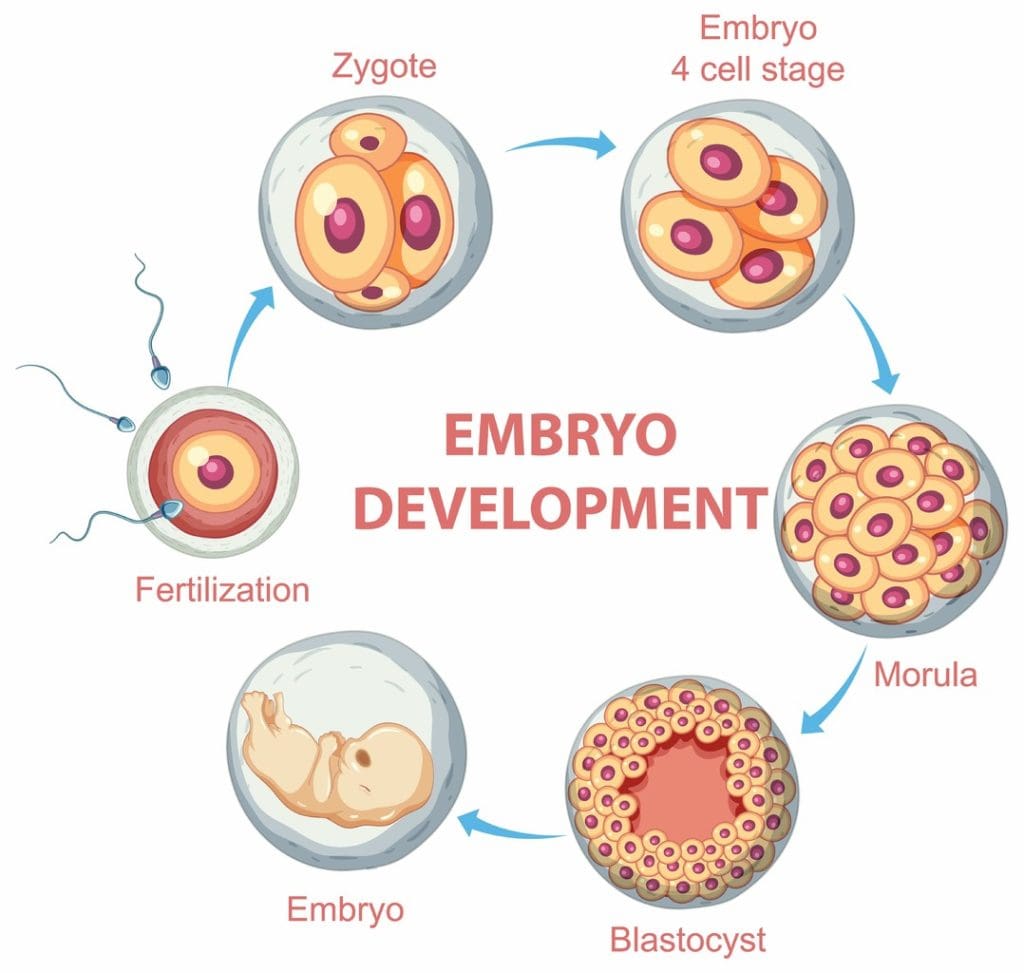 A detailed cross-section of the embryonic yolk sac, showcasing the process of hematopoiesis