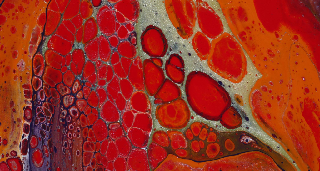 A detailed cross-section of the internal structure of bone marrow, captured under a high-magnification microscope lens. The foreground showcases the intricate network of blood vessels, hematopoietic stem cells, and supporting stromal cells that comprise the functional unit of bone marrow. In the middle ground, the vivid red and yellow hues highlight the active production of red and white blood cells. The background subtly fades into a muted, neutral tone, allowing the viewer to focus on the vital processes taking place within this essential tissue. Soft, directional lighting casts subtle shadows, emphasizing the depth and complexity of the bone marrow's anatomy. The overall impression conveys the scientific elegance and importance of this critical component of the human body.