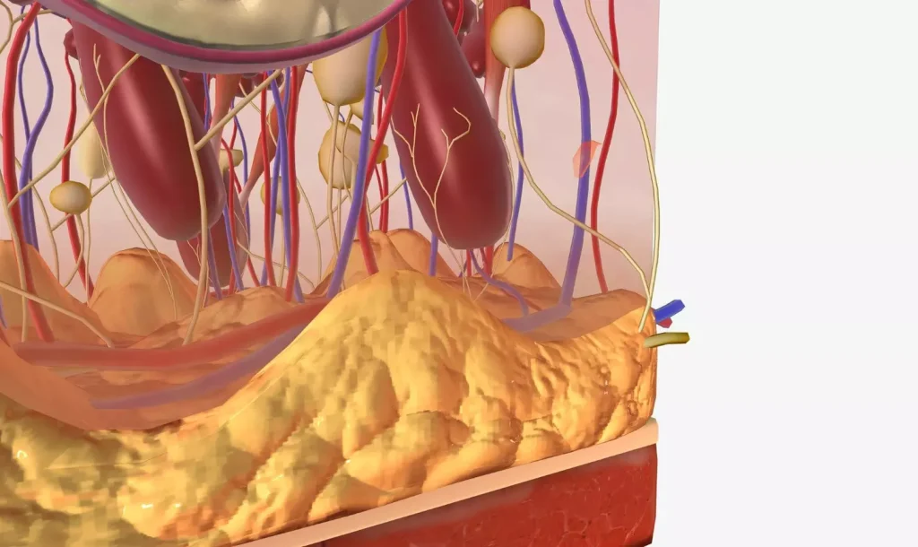 A detailed cross-section of the internal structure of bone marrow, showcasing the intricate network of hematopoietic stem cells, adipocytes, and supportive stroma within a translucent, bony matrix. Capture the complex, three-dimensional arrangement of this vital tissue, with a soft, warm lighting that enhances the delicate, organic textures. Render this in a highly realistic, scientifically accurate manner, with a shallow depth of field that focuses attention on the key anatomical features. Convey a sense of the marrow's critical role in blood cell production and immune system function through the clarity and precision of the visualization.
