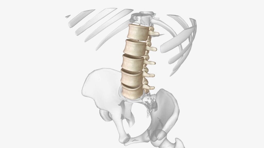 A detailed cross-section of the spine, revealing the effects of traumatic spinal autofusion A detailed cross-section of the spine, revealing the effects of traumatic spinal autofusion