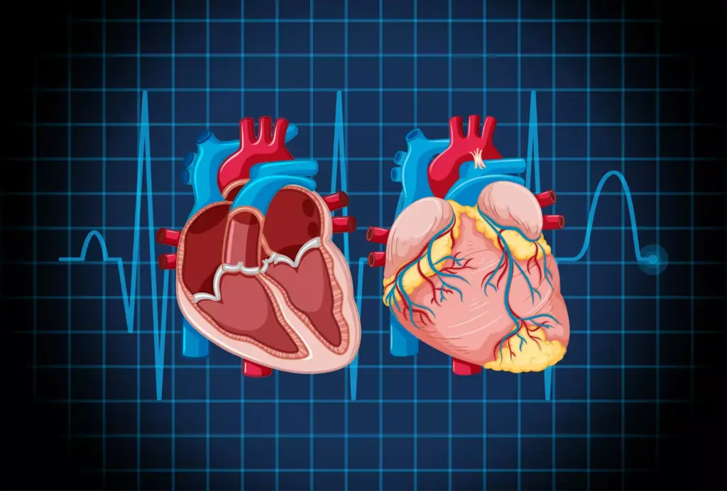 A detailed cross-sectional illustration of the human heart showcasing the atrial fibrillation condition. The image should depict the atria in an irregular, chaotic rhythm, with the ventricles struggling to maintain a steady beat. Render the anatomy with precision, highlighting the key structures involved, such as the pulmonary veins, atrioventricular node, and bundle of His. Use a soft, muted color palette to convey the seriousness of the medical condition. Employ subtle cinematic lighting from the top left to create depth and emphasize the internal structures. Capture the complexity and disruption of normal cardiac function in a visually compelling way, suitable for educating readers about the basics of atrial fibrillation.