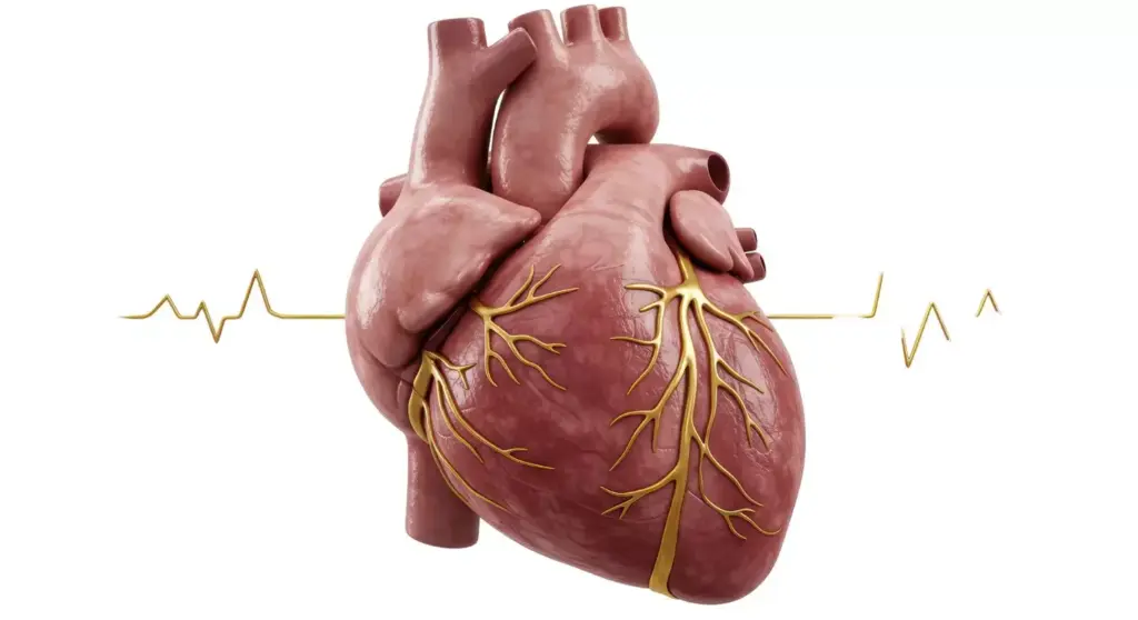 A detailed cross-sectional view of a human heart valve with stenosis. The foreground depicts the narrowed aortic valve opening, with the leaflets thickened and stiff, obstructing blood flow. The middle ground shows the surrounding cardiac anatomy, including the left ventricle and aorta. The background features a subtle, muted color palette, conveying a clinical and informative atmosphere. The lighting is soft and directional, highlighting the intricate valve structure. The angle is slightly angled to provide an optimal view of the stenosis, enabling a clear understanding of the condition for medical purposes. A detailed cross-sectional view of a human heart valve with stenosis. The foreground depicts the narrowed aortic valve opening, with the leaflets thickened and stiff, obstructing blood flow. The middle ground shows the surrounding cardiac anatomy, including the left ventricle and aorta. The background features a subtle, muted color palette, conveying a clinical and informative atmosphere. The lighting is soft and directional, highlighting the intricate valve structure. The angle is slightly angled to provide an optimal view of the stenosis, enabling a clear understanding of the condition for medical purposes.