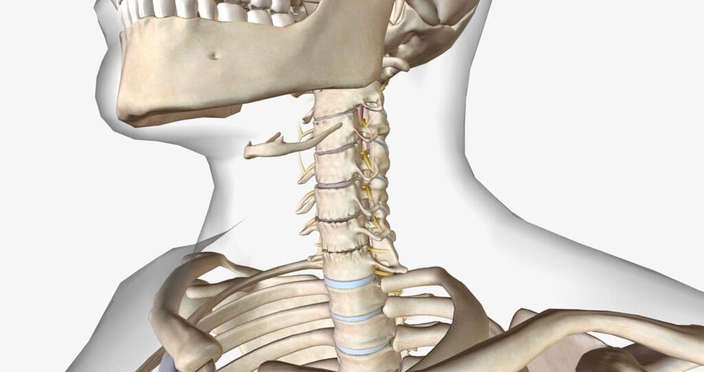 A detailed cross-sectional view of the human cervical spine A detailed cross-sectional view of the human cervical spine