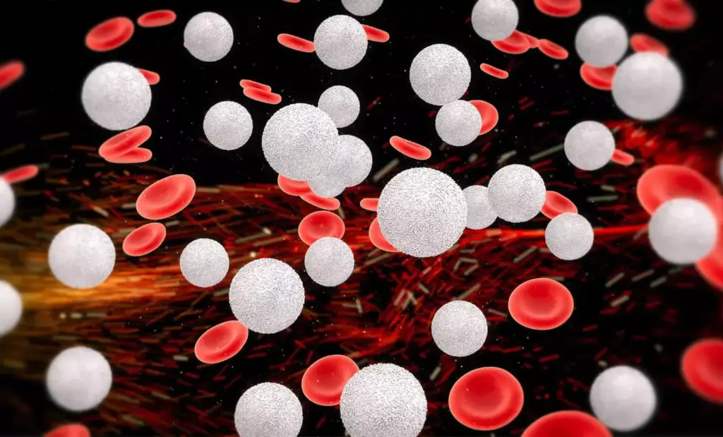 A detailed, highly magnified microscopic view of healthy white blood cells, showcasing their diverse shapes and structures. The cells are depicted in crisp focus, illuminated by soft, even lighting that highlights their intricate internal details and cellular components. The background is a muted, out-of-focus grey, allowing the white blood cells to stand out prominently. The composition emphasizes the complex and vital role these cells play in the body's immune response, conveying a sense of their importance and functionality.