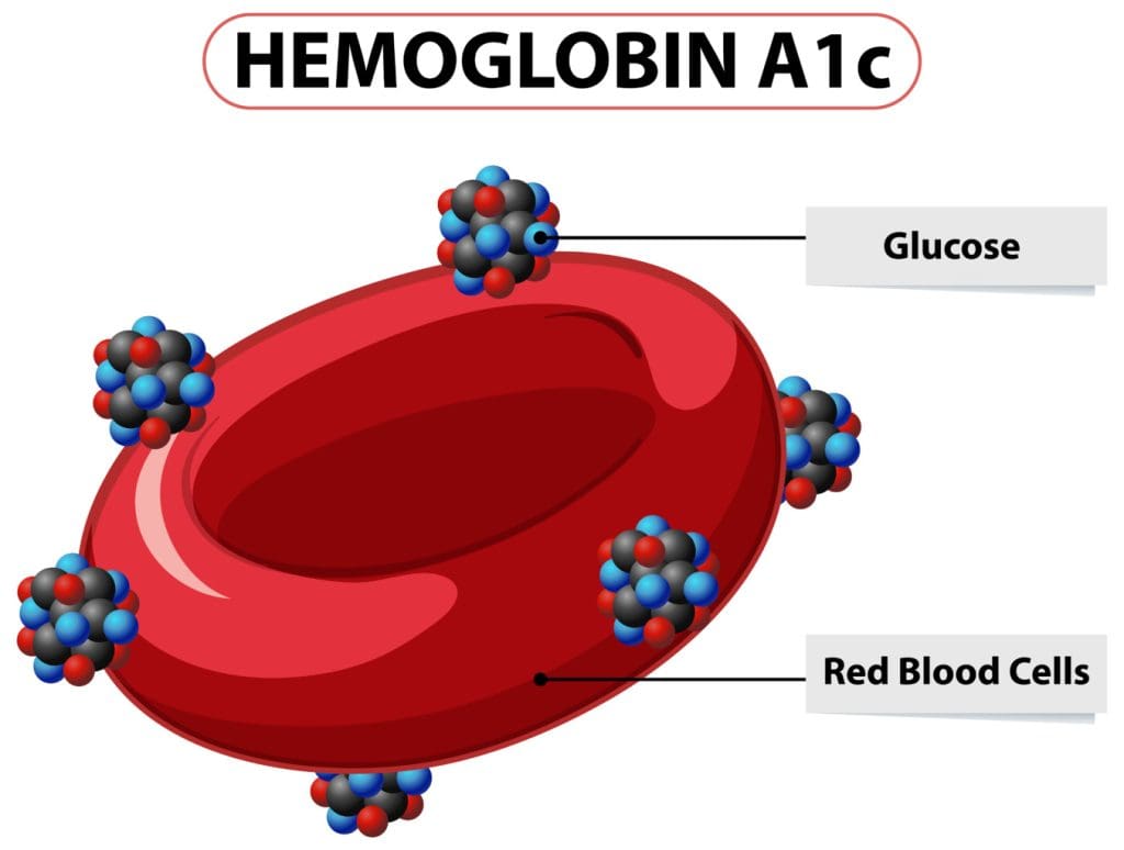 A detailed three-dimensional diagram of the hemoglobin molecule A detailed three-dimensional diagram of the hemoglobin molecule