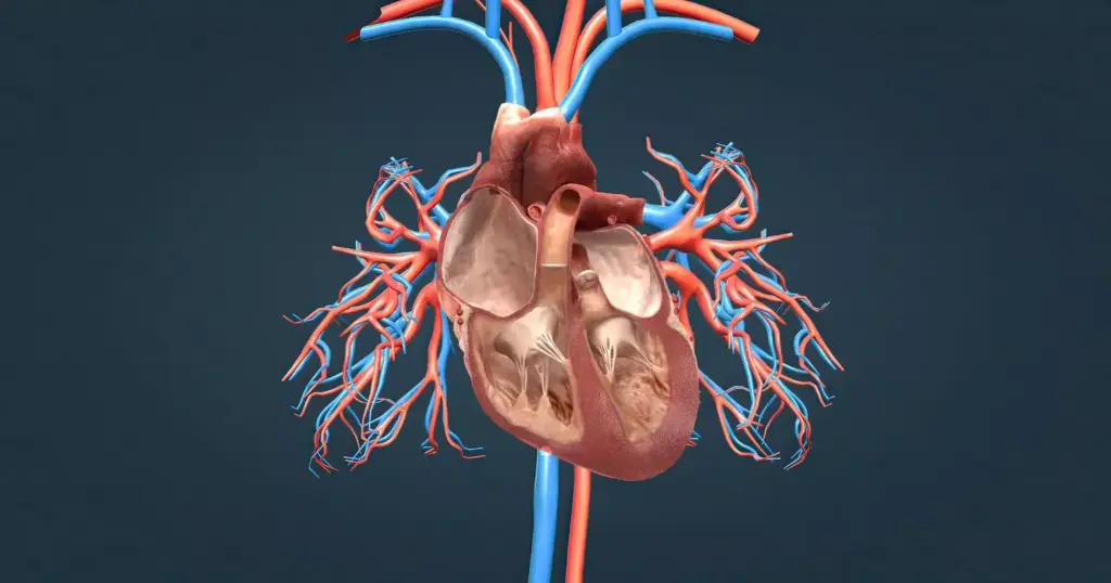 A highly detailed, anatomical illustration of a bovine (cow) heart valve, showcasing its intricate structure. The view is a cutaway cross-section, revealing the delicate layers of connective tissue, cusps, and commissures that comprise the valve. Soft, diffused lighting highlights the valve's organic geometry and texture, emphasizing its natural elegance and biomechanical complexity. The composition is clean and clinical, with a neutral background that allows the subject to take center stage. The level of detail should be suitable for a medical or scientific publication, capturing the valve's functional beauty and engineering.
