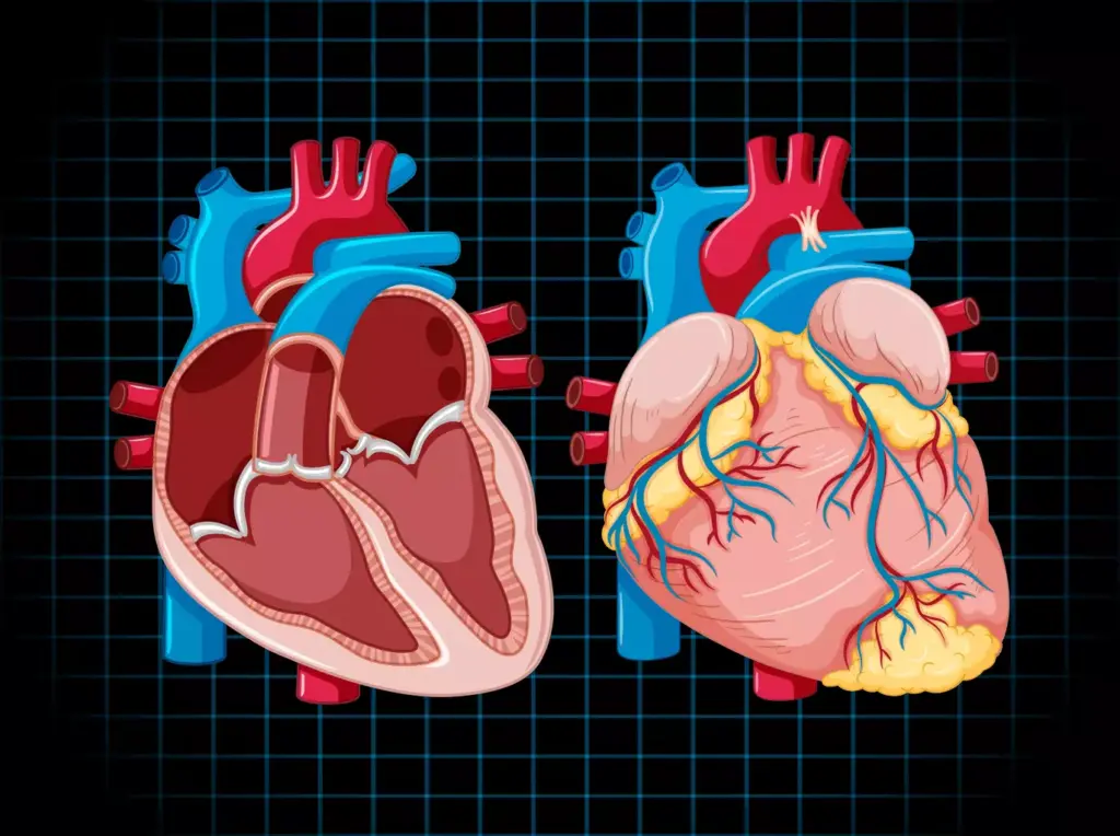 A highly detailed, anatomically accurate illustration of the human heart, capturing the intricate structure and function of the atrioventricular valves. Rendered in a crisp, scientific style with a focus on the ventricles, atria, and the complex network of valves, arteries, and veins. Presented against a clean, neutral background that allows the heart's anatomy to take center stage. Rendered with precise lighting and depth to showcase the three-dimensional form, emphasizing the elegant curves and vital components that enable the heart's rhythmic pumping. The overall mood is one of clinical precision and educational clarity, suitable for a medical or scientific publication.