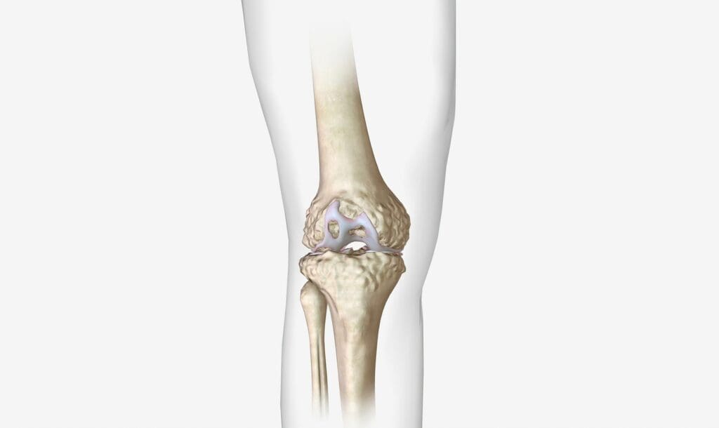 A highly detailed and anatomically accurate illustration of the knee joint