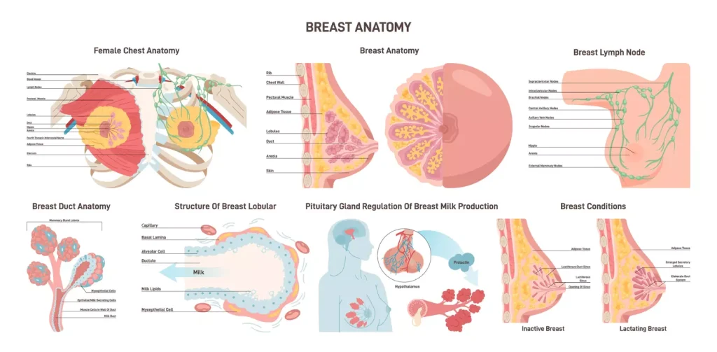 A medical illustration depicting two contrasting breast masses, one benign and one malignant. In the foreground, a detailed cross-section of a benign breast lump, smooth and round in shape with a well-defined border. In the middle ground, a malignant breast mass, irregular and spiculated in appearance, invading the surrounding tissue. The background showcases a simplified breast anatomy, with emphasis on the ductal and glandular structures. The lighting is soft and diffused, conveying a clinical, educational atmosphere. The composition is balanced, with the two masses occupying equal visual weight to facilitate comparison and understanding. A medical illustration depicting two contrasting breast masses, one benign and one malignant. In the foreground, a detailed cross-section of a benign breast lump, smooth and round in shape with a well-defined border. In the middle ground, a malignant breast mass, irregular and spiculated in appearance, invading the surrounding tissue. The background showcases a simplified breast anatomy, with emphasis on the ductal and glandular structures. The lighting is soft and diffused, conveying a clinical, educational atmosphere. The composition is balanced, with the two masses occupying equal visual weight to facilitate comparison and understanding.