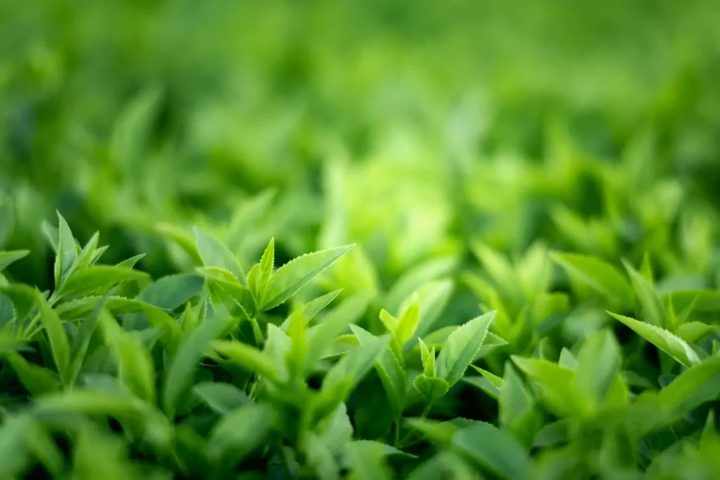 A vibrant close-up of a cluster of fresh green tea leaves, their delicate veins and serrated edges illuminated by soft, natural lighting. In the foreground, several plump, spherical green tea catechins - the key bioactive compounds known for their antioxidant and anti-cancer properties - stand out prominently against the lush, verdant backdrop. The image conveys a sense of purity, vitality and the potential healing power of this remarkable botanical. Captured with a macro lens, the composition emphasizes the intricate details and rich hues of this medicinal plant, inviting the viewer to appreciate its remarkable health benefits. A vibrant close-up of a cluster of fresh green tea leaves, their delicate veins and serrated edges illuminated by soft, natural lighting. In the foreground, several plump, spherical green tea catechins - the key bioactive compounds known for their antioxidant and anti-cancer properties - stand out prominently against the lush, verdant backdrop. The image conveys a sense of purity, vitality and the potential healing power of this remarkable botanical. Captured with a macro lens, the composition emphasizes the intricate details and rich hues of this medicinal plant, inviting the viewer to appreciate its remarkable health benefits.